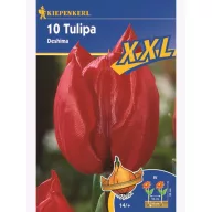 Bulbi de Lalele  XXL, Kiepenkerl Triumf Deshima 10 buc.