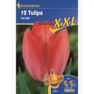 Bulbi de Lalele XXL, Kiepenkerl Van Eijk 12 buc.