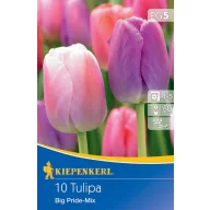   Bulbi de Lalele Darwin-hybrid, Kiepenkerl Big Pride Mix 10 buc.