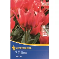 Bulbi de Lalele Greigii, Kiepenkerl Toronto 7 buc.