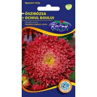 Steluţe de toamnă (Aster) Prinzess roşu 1 gr