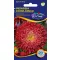 Steluţe de toamnă (Aster) Prinzess roşu 1 gr