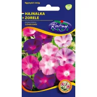 Gloria dimineţii purpură amestec de culori 2 gr