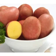   Tuberculi de cartofi trataţi "Red Fantasy" 50 de buc.