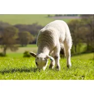 Semințe de iarbă amestec de pajiști Savanna 25 kg