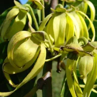 Ylang-ylang (Cananga odorata) 5 seminţe