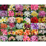 Frangipani (Plumeria rubra) 5 seminţe