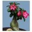 Trandafirul desertului (Adenium obesum) 5 seminţe