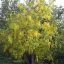 Citis Indian (Cassia fistula) 5 seminţe