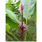 Bananier (Musa ornata) Purple Flower 5 semințe