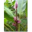 Bananier (Musa ornata) Purple Flower 5 semințe