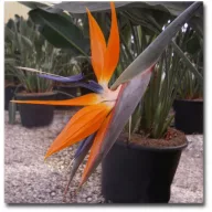 Pasărea paradisului (Strelitzia reginae) 5 seminţe