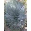 Iuca (Yucca rostrata) 5 seminţe