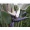 Pasărea paradisului (Strelitzia nicolai) 5 semințe