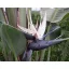 Pasărea paradisului (Strelitzia nicolai) 5 semințe