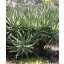 Floarea Aloe (Aloe castanea) 5 seminţe