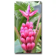 Bananier  (Musa velutina) 5 seminţe