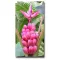Bananier  (Musa velutina) 5 seminţe