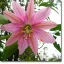 Flori curuba (Passiflora mollissima) 5 semințe