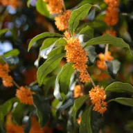 Maslinul parfumat (Osmanthus fragrans) 5 seminţe