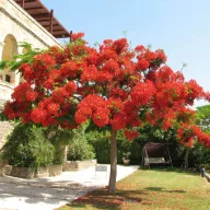 Copac flacără (Delonix regia) 5 seminţe