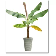 Bananier (Musa sikkimensis) 5 seminţe