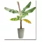 Bananier (Musa sikkimensis) 5 seminţe