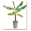 Bananier (Musa sikkimensis) 5 seminţe