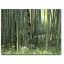 Bambus Moso (Phyllostachys pubescens) 5 semințe