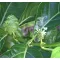 Citrifolia mare (Morinda citrifolia) 5 seminţe