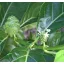 Citrifolia mare (Morinda citrifolia) 5 seminţe