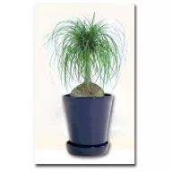 Picior de elefant (Beaucarnea recurvata) 5 seminţe