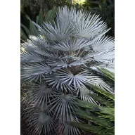 Palmier (Chamaerops humilis) 5 seminţe