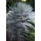 Palmier (Chamaerops humilis) 5 seminţe