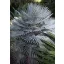 Palmier (Chamaerops humilis) 5 seminţe