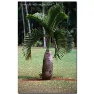 Palmieri (Hyophorbe lagenicaulis) 5 seminţe