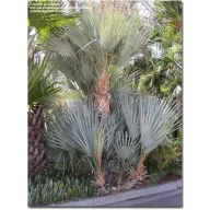 Palmier Nannorrhops arabica Silver 5 seminţe