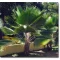 Palmier Fiji (Pritchardia pacifica) 5 seminţe