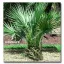 Palmier (Sabal minor) 5 seminţe