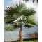 Palmier (Trachycarpus latisectus)  5 semințe