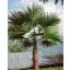 Palmier (Trachycarpus latisectus)  5 semințe