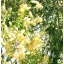 Copacul lui Dumnezeu (Moringa oleifera) 5 seminţe