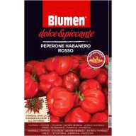   Ardei habanero roșu - extrem de iute (aprox. 10-12 semințe)