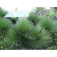 Agave striata (Agave striata ssp.) 5 seminţe