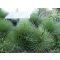 Agave striata (Agave striata ssp.) 5 seminţe