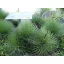 Agave striata (Agave striata ssp.) 5 seminţe