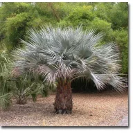 Palmier (Brahea armata) 5 seminţe