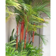 Palmier (Cyrtostachys renda) 5 seminţe