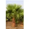 Palmier (Washingtonia robusta) 5 seminţe