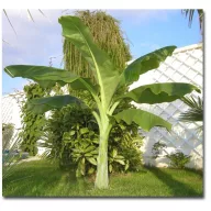 Bananier (Ensete glaucum) 5 seminţe